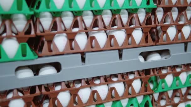 Detaljer syn på förpackade ägg — Stockvideo