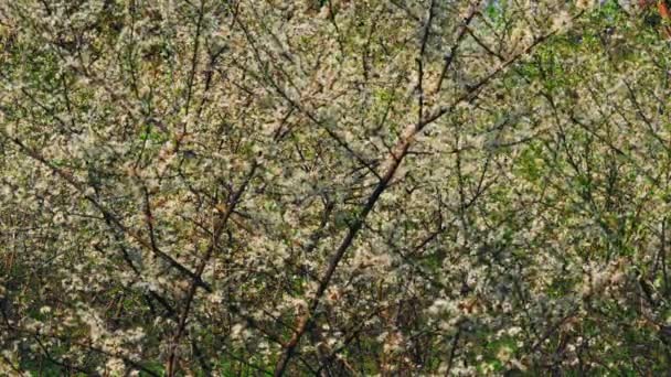 Albero fiorito in cortile — Video Stock