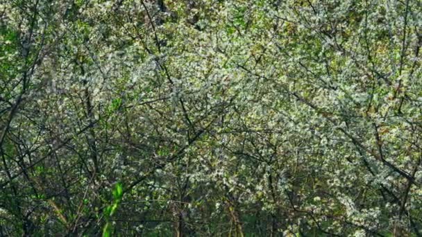 Vista panorámica del árbol de flores en el patio — Vídeo de stock