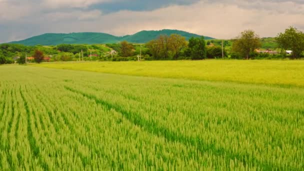 Drone vola sopra il campo agricolo in campagna — Video Stock