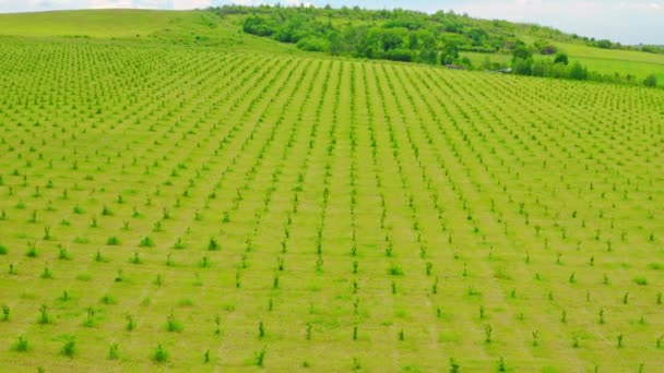 Vanuit de lucht gezien vanaf drone op boomgaard — Stockvideo