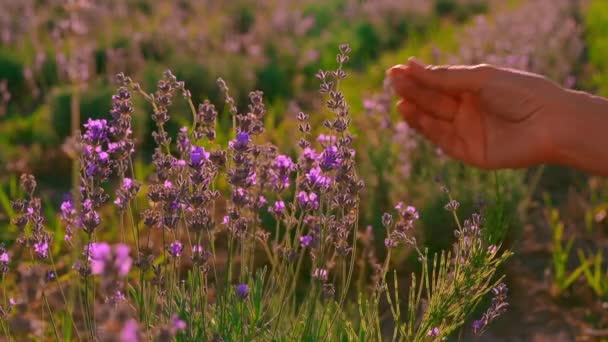 Kadın eli mavimsi mor çiçekte — Stok video