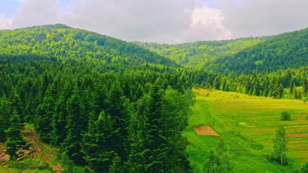 Luftaufnahme auf Kiefernholz — Stockvideo