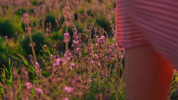 Крупним планом біла жінка ходить вздовж фіолетових квітів — стокове відео