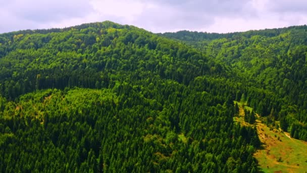 Drone vliegen boven helder greenwood bos — Stockvideo