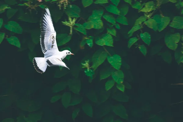Mucha Ptak Mewa Nad Niewielką Rzeką Poszukuje Pożywienia — Zdjęcie stockowe