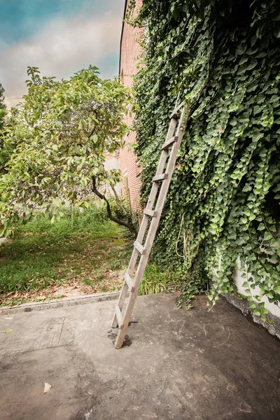緑クリーパーと木製のはしごと草に覆われた壁と家の裏庭 — ストック写真