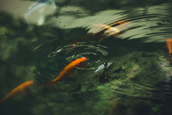 Peces Pequeños Primer Plano Estanque — Foto de Stock