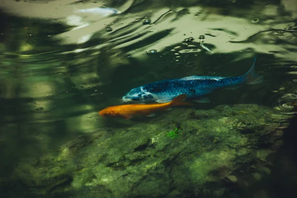 Peces Pequeños Primer Plano Estanque — Foto de Stock