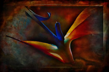 egzotik çiçek closeup dokulu arka plan