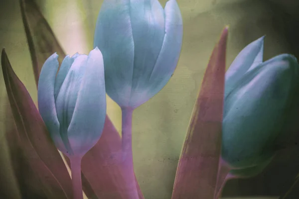 Beautiful Tulips Flowers Textured Background Close — Stock Photo, Image