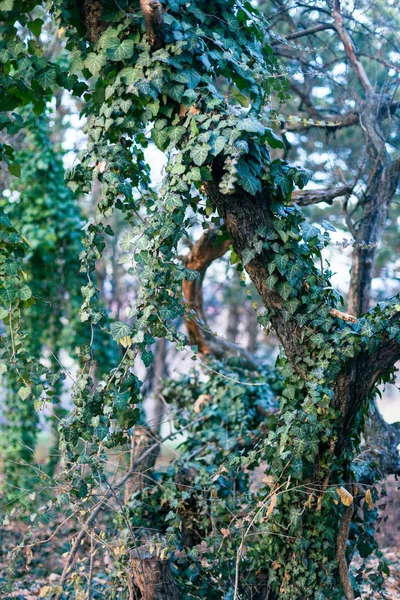 Árvore Velha Coberta Com Dia Inverno Hera Parque — Fotografia de Stock