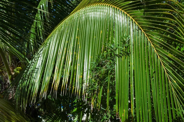 Тропических кокосовых пальмовых листьев естественного фона — стоковое фото