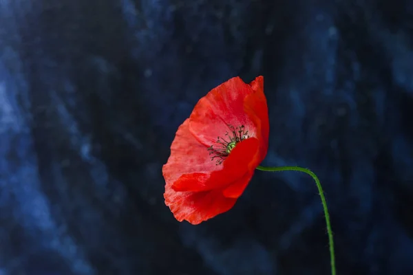 Una flor de amapola macro disparo sobre fondo azul oscuro — Foto de Stock