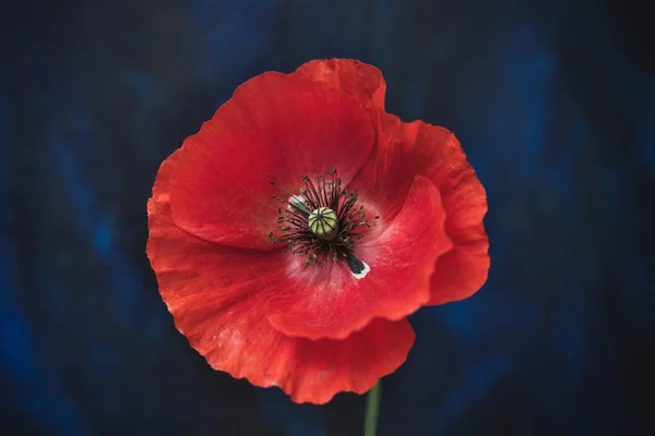 One poppy flower macro shot on dark blue background — Stock Photo, Image
