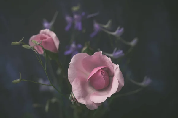 小浅粉色玫瑰和野花在黑暗的背景宏 — 图库照片
