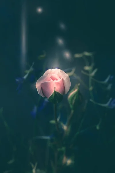 Fantázia világos rózsaszín rózsa és a vadon élő virágok a sötét háttér-Fi — Stock Fotó