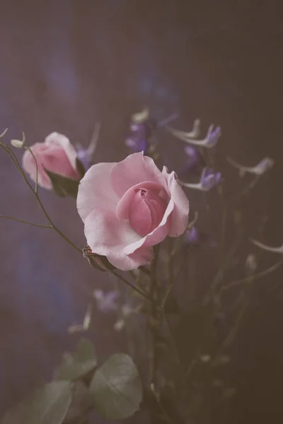 Flores rosa claras pequenas fotos de stock, imágenes de Flores rosa claras pequenas sin royalties | Depositphotos Flores rosa claras pequenas fotos de stock, imágenes de Flores rosa claras pequenas sin royalties | Depositphotos