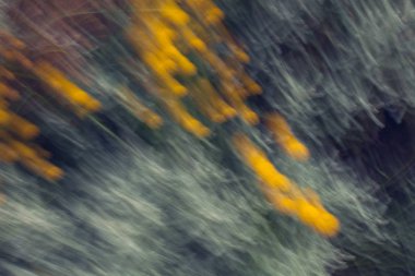 soyut bulanık beckground çiçek ve yaprakları