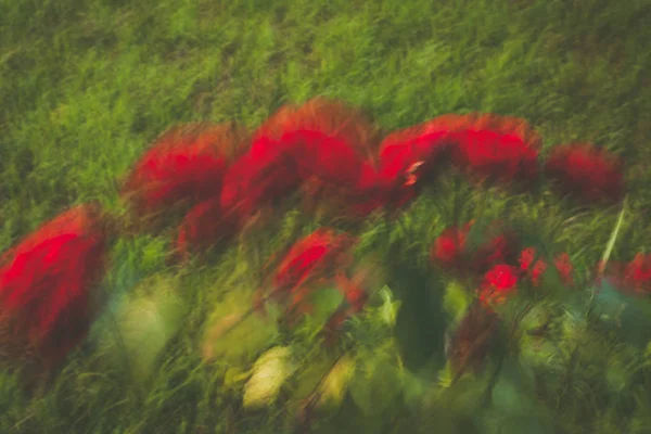Abstract blurred beckground flowers and grass — Stock Photo, Image