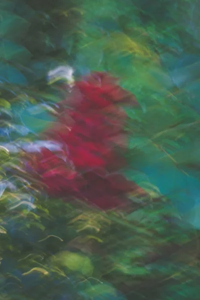 Abstract blurred beckground flowers and leaves — Stock Photo, Image