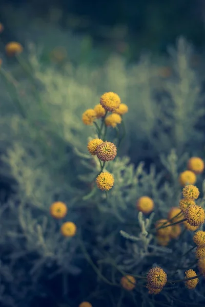 Craspedia  billy buttons flowers in garden background  closeup s — Stock Photo, Image