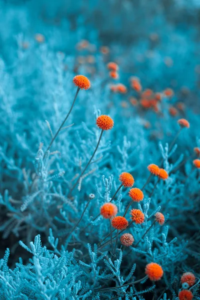 Craspedia  billy buttons flowers in garden infrared colors  clos — Stock Photo, Image