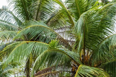 Tropikal Karayip Denizi Jamaika 'da palmiye ağaçları 