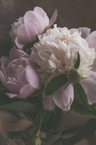 Güzel Narin Açık Pembe Beyaz Şakayık Çiçekleri Kapanıyor — Stok fotoğraf