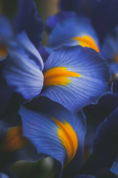 Piękny Niebieski Tęczówka Kwiat Zbliżenie Makro Strzał Płytkie Dof — Zdjęcie stockowe