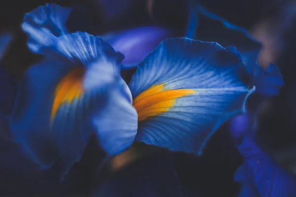 Hermosa Flor Iris Azul Primer Plano Macro Tiro Poco Profundo — Foto de Stock