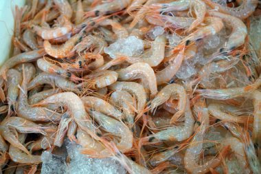 Taze karides balık Market Portekiz fotoğraflandı yakaladı