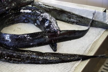 Taze balık Balık pazarında Portekiz fotoğrafı