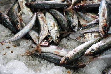 Taze balık Balık pazarında Portekiz fotoğrafı