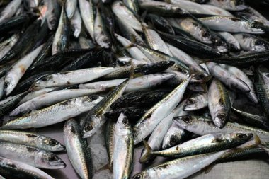 Taze balık Balık pazarında Portekiz fotoğrafı