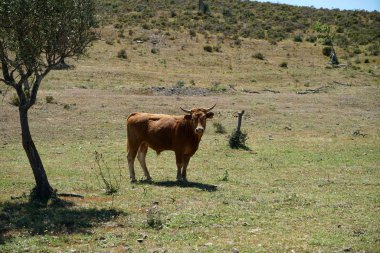 Genç arazide zeytin ağaçları altında nda Portekiz boğa 