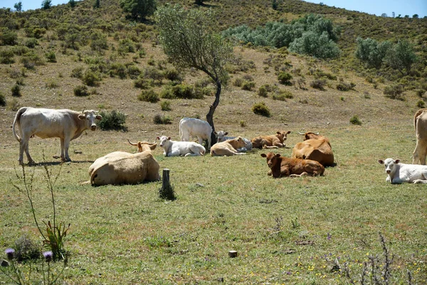 Portekiz Sığır Sürüsü Arazide Zeytin Ağaçları Altında — Stok fotoğraf