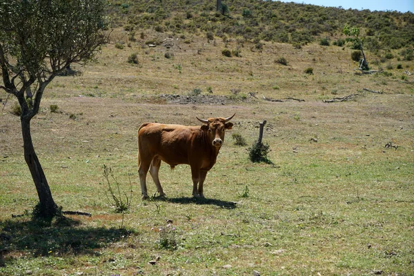 Genç arazide zeytin ağaçları altında nda Portekiz boğa 