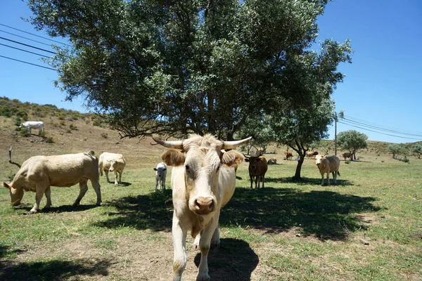 Κοπάδι Βοοειδών Στην Πορτογαλία Στο Βοσκότοπο Κάτω Από Ελιές — Φωτογραφία Αρχείου