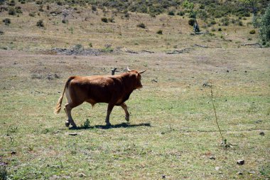Genç arazide zeytin ağaçları altında nda Portekiz boğa 