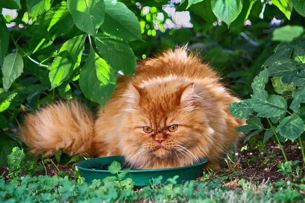 Bien Que Chat Persan Ait Seul Cerf Volant Liberté Bien — Photo