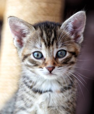 Küçük gri çizgili Avrupa stenografi kedi bahçede çalış ve ağaçlara tırmanıyor