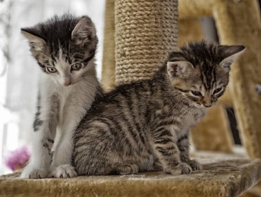 Küçük gri çizgili Avrupa stenografi kedi bahçede çalış ve ağaçlara tırmanıyor
