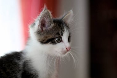Küçük gri çizgili Avrupa stenografi kedi bahçede çalış ve ağaçlara tırmanıyor