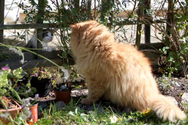 Farsça kedi sadece bir güzel ifade özgürlük uçurtma olmasına rağmen, aynı zamanda bahçede oynayacak.