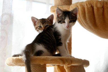 Küçük gri çizgili Avrupa stenografi kedi bahçede çalış ve ağaçlara tırmanıyor