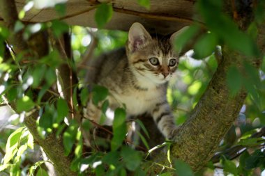 Küçük gri çizgili Avrupa stenografi kedi bahçede çalış ve ağaçlara tırmanıyor