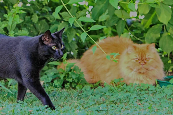 Aunque Gato Persa Solo Tiene Una Cometa Libertad Bien Expresada —  Fotos de Stock