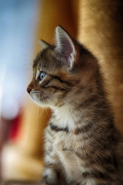 Pequeño Gris Rayas Europeas Taquigrafía Gato Juega Jardín Trepa Árboles — Foto de Stock