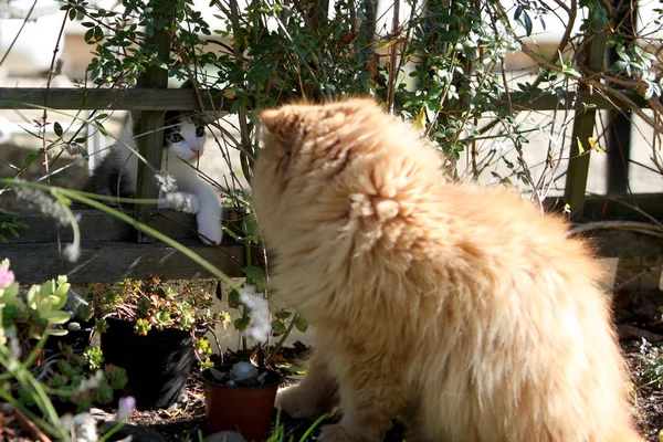 Farsça kedi sadece bir güzel ifade özgürlük uçurtma olmasına rağmen, aynı zamanda bahçede oynayacak.